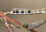 Die schwarzen, etwa 2 mm großen Samen in einer geöffneten Schote. (Bild: W. Wohlers, JKI)