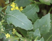 Die Blätter laufen spitz zu und sind schmaler oben am Stängel. (Bild: W. Wohlers, JKI)