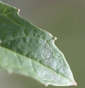 Das Blatt weist kleine Zähne auf. (Bild: W. Wohlers, JKI)