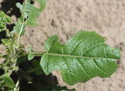 Ein mittleres Blatt von oben mit zwei kleinen Fiedern am Grund. (Bild: W. Wohlers)