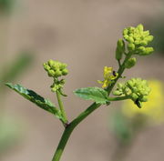 Knospen an Haupt und Nebentrieben. Nur noch kleine Stängelblätter. (Bild: W. Wohlers)