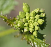 Hier die Knospen nochmal scharf mit einem Rapsglanzkäfer. (Bild: W. Wohlers, JKI)