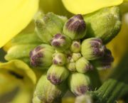 Häufig sind die Knospen rot gefärbt, hier zudem ohne Haare. (Bild: W. Wohlers, JKI)