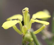 Eine Blüte von der Seite mit den geöffneten, gesenkten Kelchblättern: Senf senkt, während Hederich hebt. (Bild: W. Wohlers JKI)