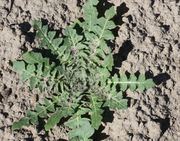 Diese Rosette der Hohen Rauke hat sich zum Frühjahr sehr gut entwickelt. (Bild: W. Wohlers, JKI)