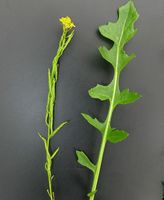 Sisymbrium austriacum 3 (G. Nitter).jpg