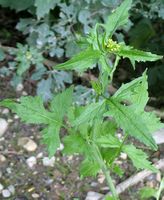 Sisymbrium irio 0 (G. Nitter).jpg