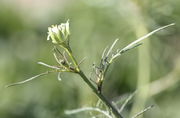 Die Blätter unterhalb der Knospen sind nur noch linealförmig, aber mit Fiedern. (Bild: W. Wohlers, JKI)