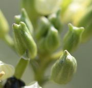 Die Knospen haben wie alle Cruciferen vier Kelchblätter, zwei gegenüberliegende haben besonders große Spitzen. (Bild: W. Wohlers, JKI)