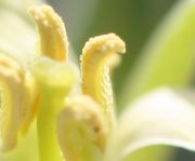 Die Antheren sind aufgerissen und geben den hellgelben Pollen frei. Große Zellen auf der Antheren-Außenwand. (Bild: W. Wohlers, JKI)