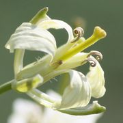 Die Schote beginnt sofort zu wachsen. (Bild: W. Wohlers, JKI)