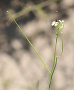 Diese Schote ist 8 cm lang und nur 1 mm dick. Die reifen Schoten bleiben grün. (Bild: W. Wohlers)