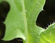 Die Haare sind 2 bis 3 mm lang. (Bild: W. Wohlers, JKI)