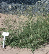 Der Bestand der Glanz-Rauke im JKI-Garten Anfang Juni. (Bild: W. Wohlers, JKI)