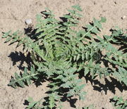 Eine Rosette mit mehr als einem Dutzend Blättern. (Bild: W. Wohlers)