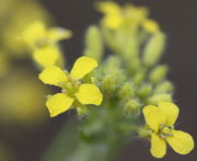 Die leuchtend gelben Blüten sind etwa 0,5 cm groß. (Bild: W. Wohlers, JKI)