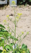 Stängel der Haupt- und Seitentriebe strecken sich. (Bild: W. Wohlers)