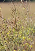 Die ersten Schoten sind reif. Die Pflanze hat nochmal Seitentriebe mit Blüten getrieben. (Bild: W. Wohlers)