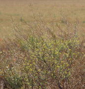 Reife Schoten und Blüten nebeneinander. (Bild: W. Wohlers)