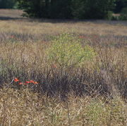 Der 1 m hohen Raps wird von Loesels Rauke um fast einen halben Meter überragt. Die dunklen Pflanzen sind Sisymbrium officinale (Bild: W. Wohlers)