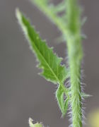 Dies Blatt im mittleren Teil der Pflanze ist nur noch 3 cm lang. (Bild: W. Wohlers, JKI)