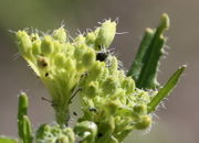 Die Knospen sind schütter, aber lang behaart. (Bild: W. Wohlers, JKI)