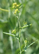 Haupttrieb und Seitentriebe fangen gleichzeitig an zu blühen. (Bild: W. Wohlers)