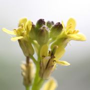 Die Knospen sitzen auf gleicher Höhe wie die frisch geöffneten Blüten. (Bild: W. Wohlers , JKI)