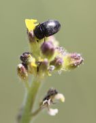 Rapsglanzkäfer fressen gerne die Blüten der Wegrauke, häufig die einzige Nahrung, wenn der Raps schon verblüht ist. (Bild: W. Wohlers , JKI)