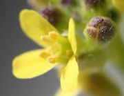 Die Blüte ist etwa 5 mm groß. Die Narbe wie ein Stempel geformt. (Bild: W. Wohlers , JKI)