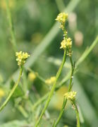 Nach der Blüte streckt sich der Stängel erheblich. Die Schoten liegen eng an. (Bild: W. Wohlers)