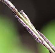 Die nur knapp 2 cm langen Schoten färben sich meistens mit zunehmender Reife dunkel, wirken aber wegen der vielen Haare hell. (Bild: W. Wohlers)