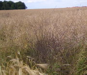 Hier nochmal am Feldrand stehend. (Bild: W. Wohlers , JKI)