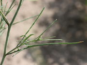 Ein linealförmiges, mittleres Stängelblatt, das noch ein Fiederpaar hat. (Bild: W. Wohlers, JKI)