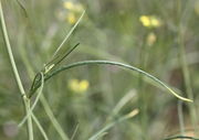 Oberes Blatt mit einem Seitentrieb. (Bild: W. Wohlers, JKI)