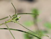 Die Knospen sind stark behaart. (Bild: W. Wohlers)