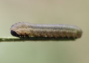 Es war kaum zu entdecken: Auf den Blatt hinten saß die Raupe einer Blattwespe der Tenthredinidae, die sich wohl verlaufen hatte und schon wieder umgedreht war. (Bild: W. Wohlers)