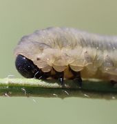 Kopfe und Beine der Raupe einer Blattwespe Tenthredinidae. (Bild: W. Wohlers)