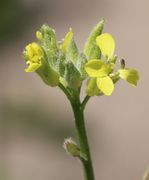 Die Blüten stehen auf gleicher Höhe wie die Knospen. (Bild: W. Wohlers)