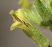 Die Schote beginnt zu wachsen. (Bild: W. Wohlers)