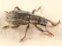 Sitona lineellus BugGuide141173.jpg