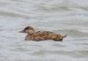 Sjöorre - Common Scoter 2.jpg
