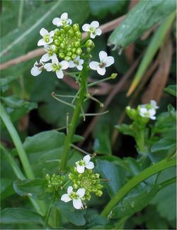 alt=Description de l'image Slanke waterkers bloeiwijze (Rorippa microphylla inflorescens).jpg.