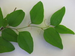 alt=Description de l'image Smilax glauca 7.JPG.