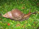 Snail in Ubud, Bali, 2010 (1).jpg