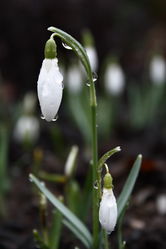 Kleines Schneeglöckchen: Blüte – Matthias Graf aka Storke, CC BY-SA 3.0