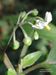 Solanum-nigrum Biel-1 BIB.jpg