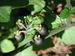 Solanum-nigrum Biel-4 BIB.jpg