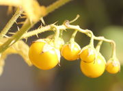 Die reifen Beeren sind leuchtend gelb. (Bild: W. Wohlers)