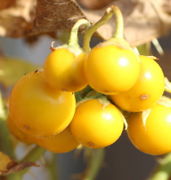 Die Ansatzstelle der Blüten sind an den Beeren immer zu erkennen, längst nicht so klein wie beim  Gelbbeerigen Nachtschatten Solanum villosum. (Bild: W. Wohlers)